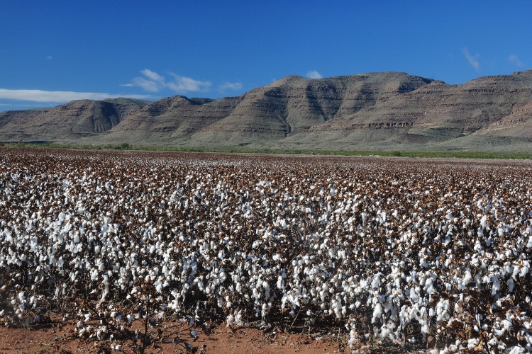 cotton field